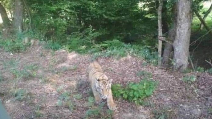 U vesnice na východě Slovenska se pohybuje tygr. Utekl ze zoo na Ukrajině